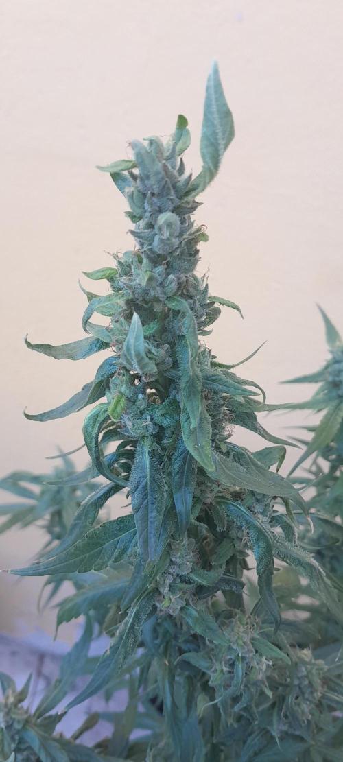 Super Silver Haze - 6 Pés. Week 10