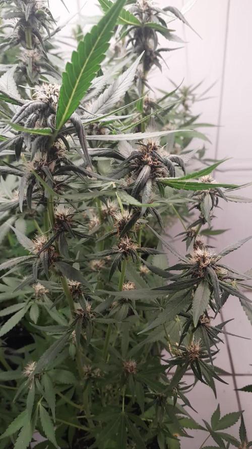 Que venha uma cor linda !