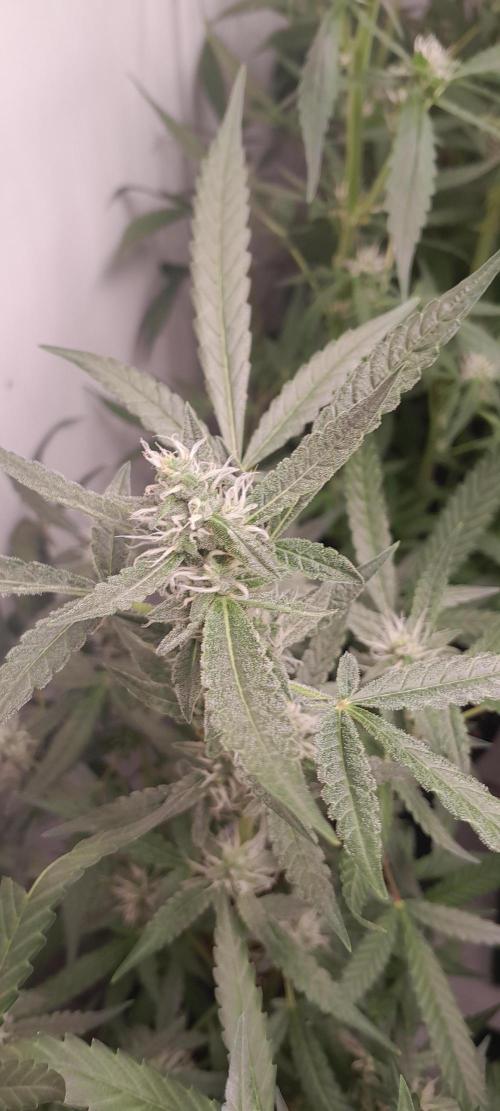 Uma novidade antes do verão chegar.. Week 7 - A geada chegou !