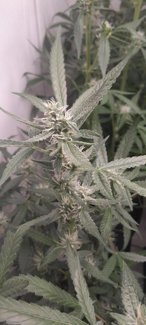 Uma novidade antes do verão chegar.. Week 7