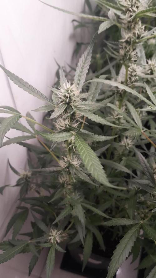 Uma novidade antes do verão chegar.