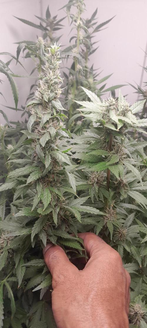 Geneticas da Tropicana. Week 9