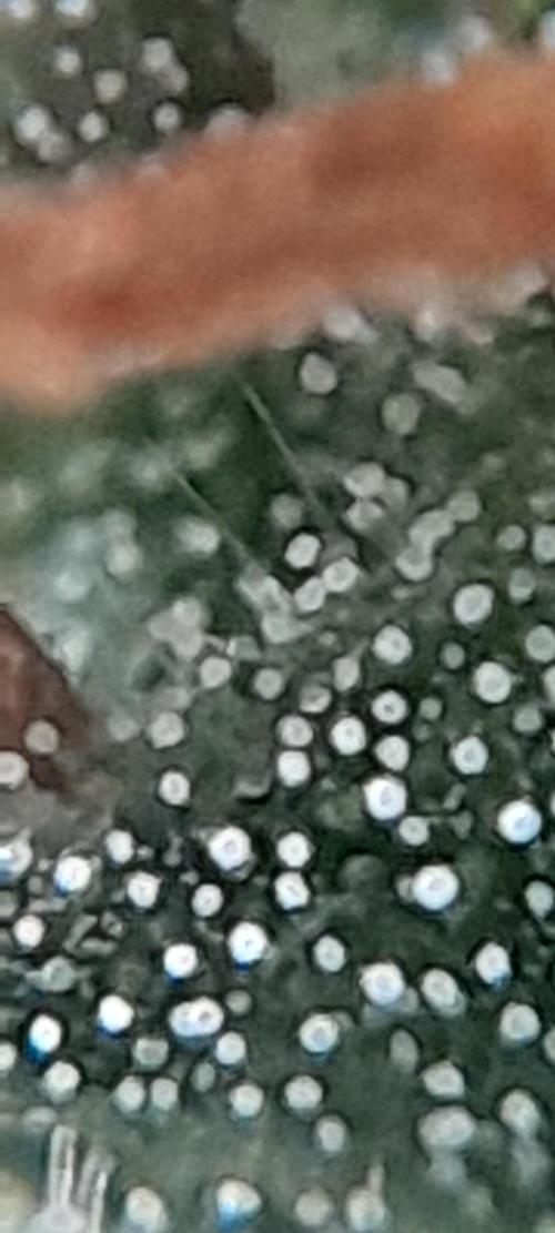 Super Silver Haze - 6 Pés. Week 10 - Planta 01