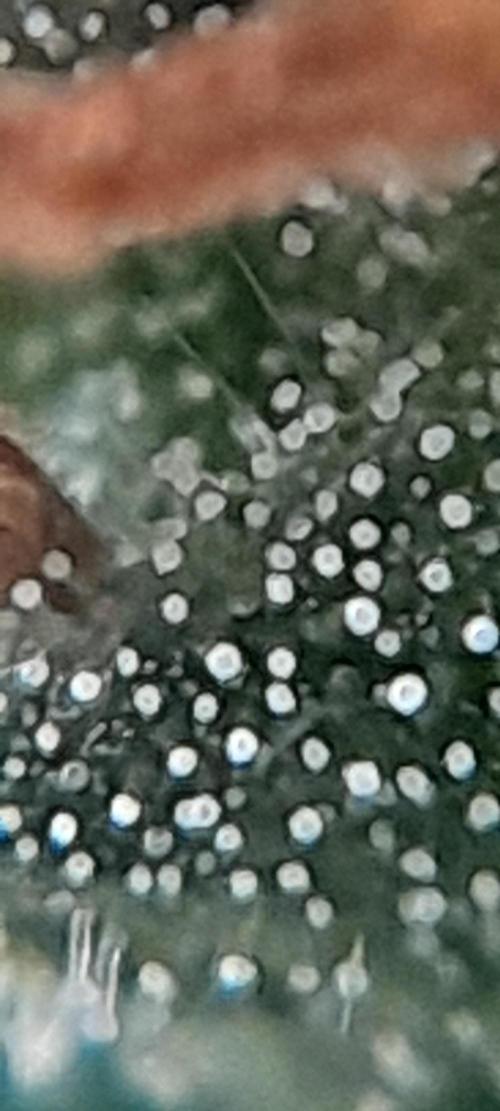 Super Silver Haze - 6 Pés. Week 10 - Planta 01