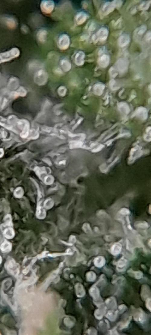 Super Silver Haze - 6 Pés. Week 10 - Planta 02