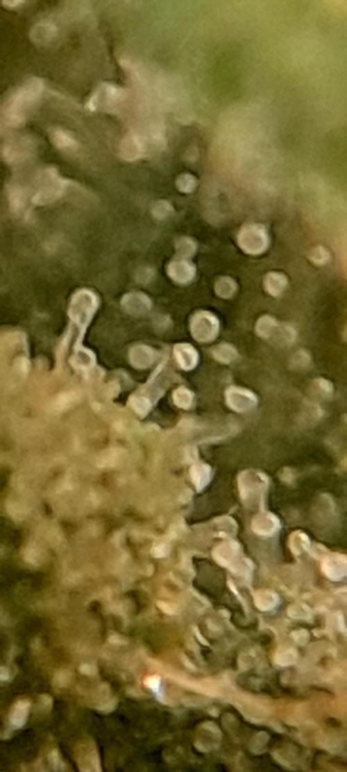 Super Silver Haze - 6 Pés. Week 10 - Planta 02