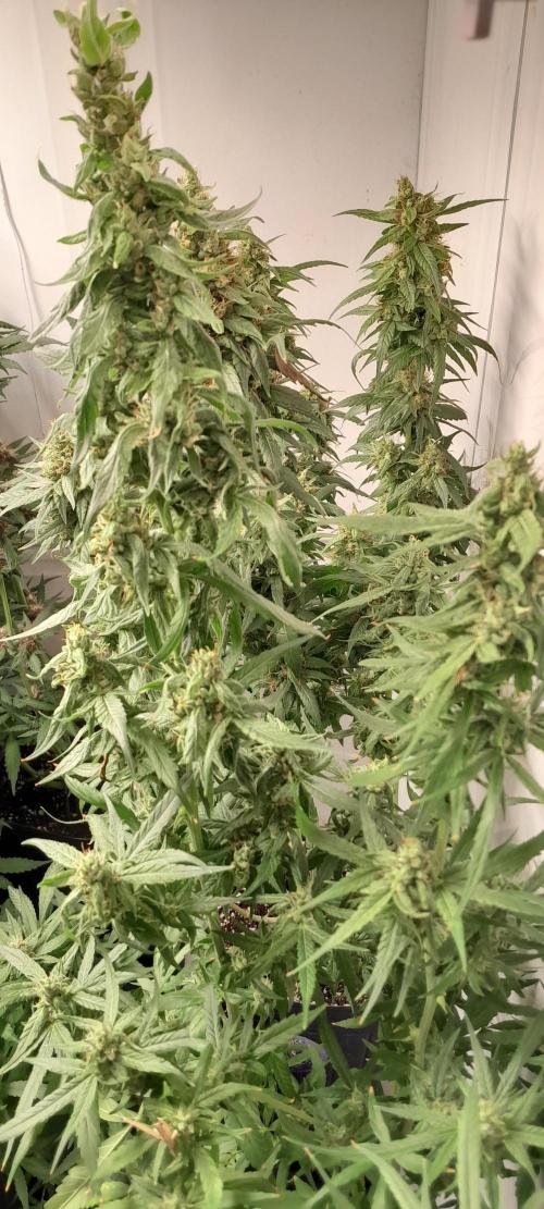 Super Silver Haze - 6 Pés. Week 13