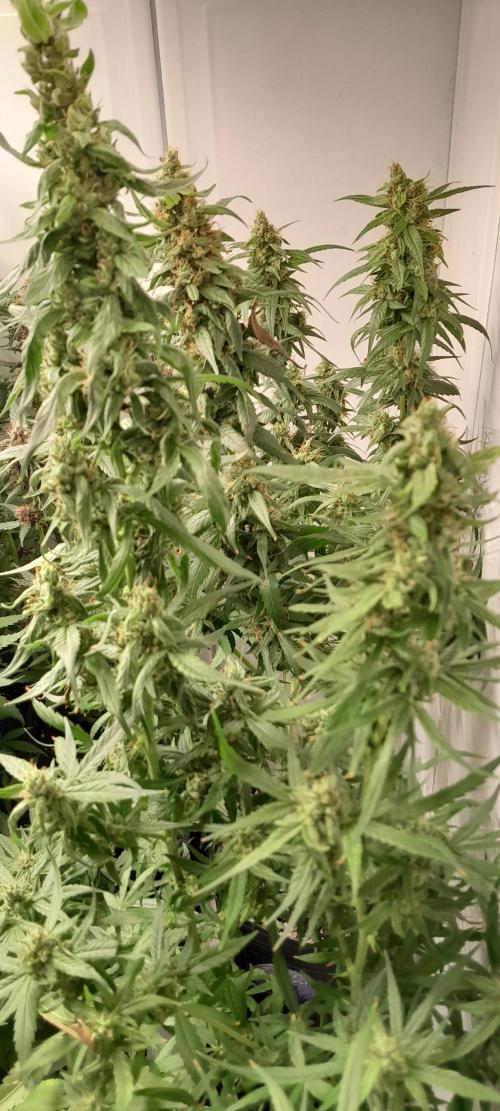 Super Silver Haze - 6 Pés. Week 13