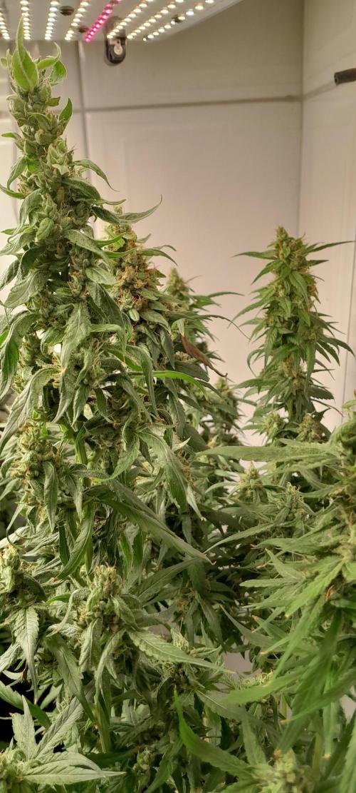 Super Silver Haze - 6 Pés. Week 13