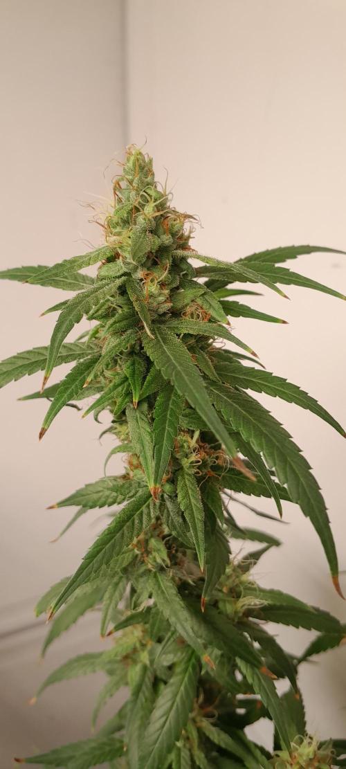 Super Silver Haze - 6 Pés. Week 13