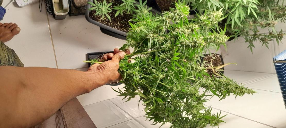 Super Silver Haze - 6 Pés. Week 14