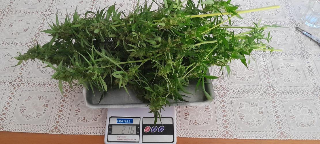 Super Silver Haze - 6 Pés. Week 14