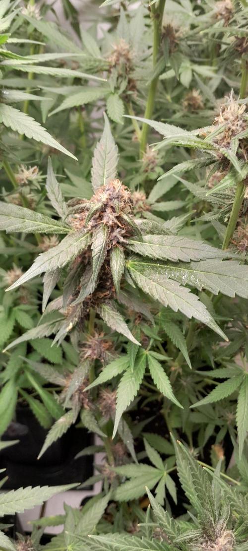 Que venha uma cor linda !. Week 8