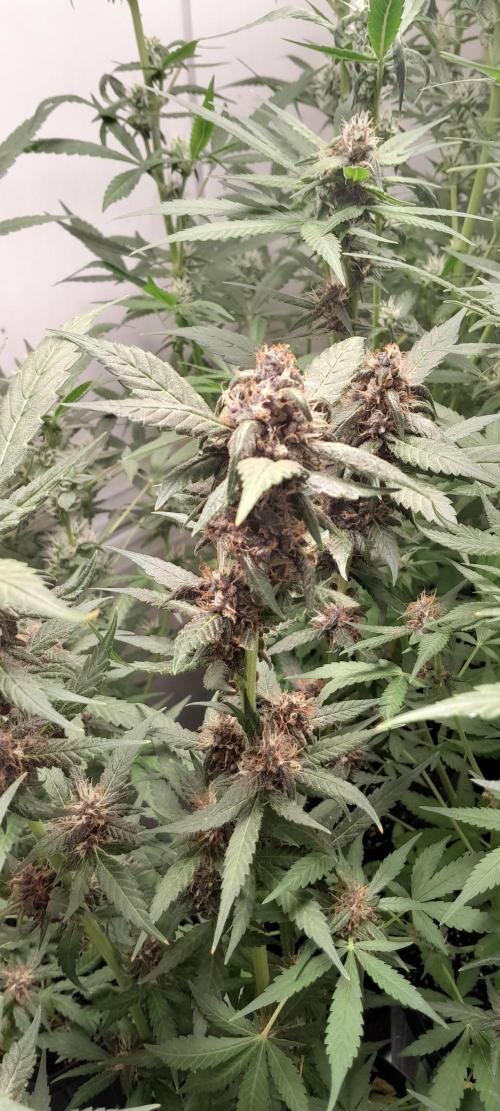 Que venha uma cor linda !. Week 8