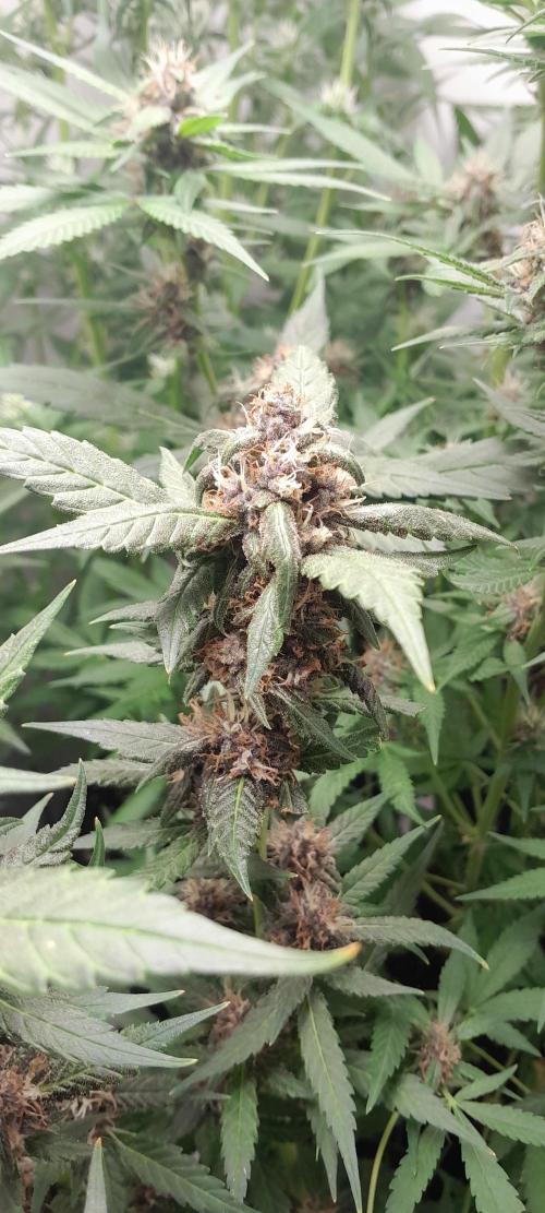 Que venha uma cor linda !. Week 8