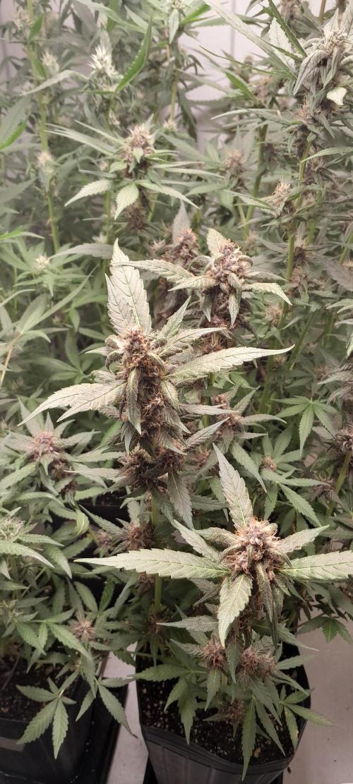 Que venha uma cor linda !. Week 8