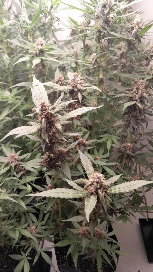 Que venha uma cor linda !