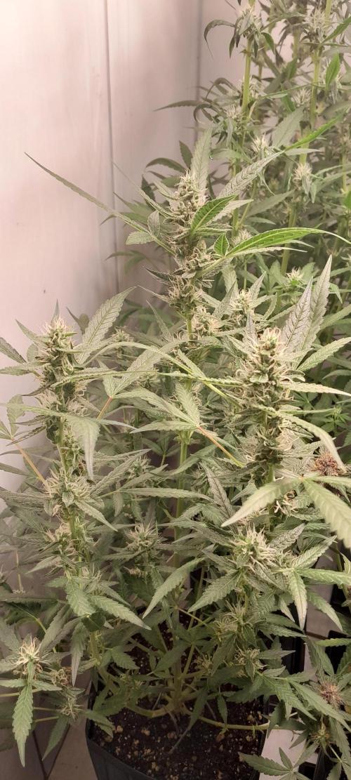 Uma novidade antes do verão chegar.. Week 8