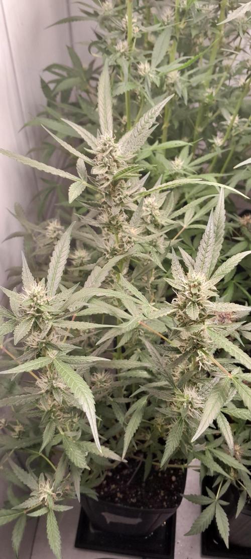 Uma novidade antes do verão chegar.. Week 8