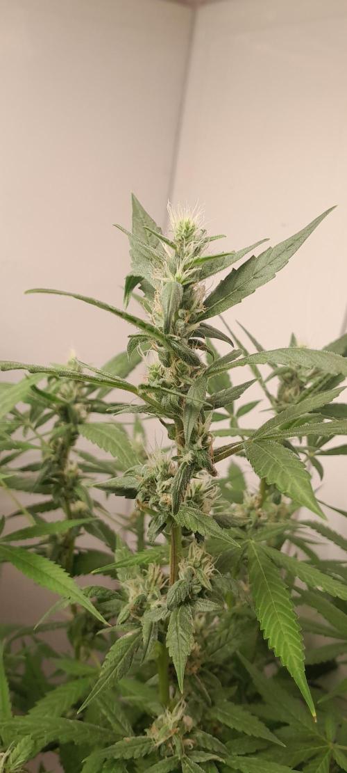 Uma novidade antes do verão chegar.. Week 8