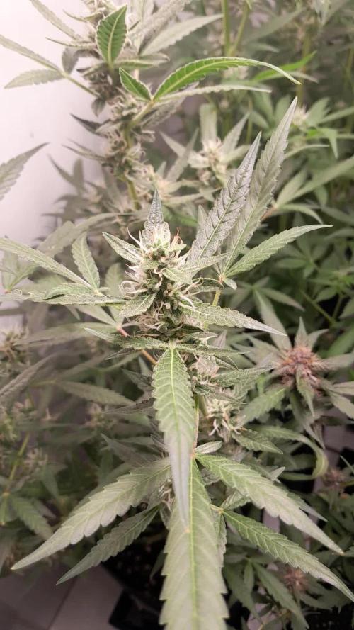 Uma novidade antes do verão chegar.