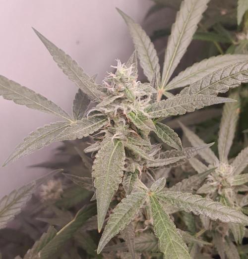 Uma novidade antes do verão chegar.. Week 8