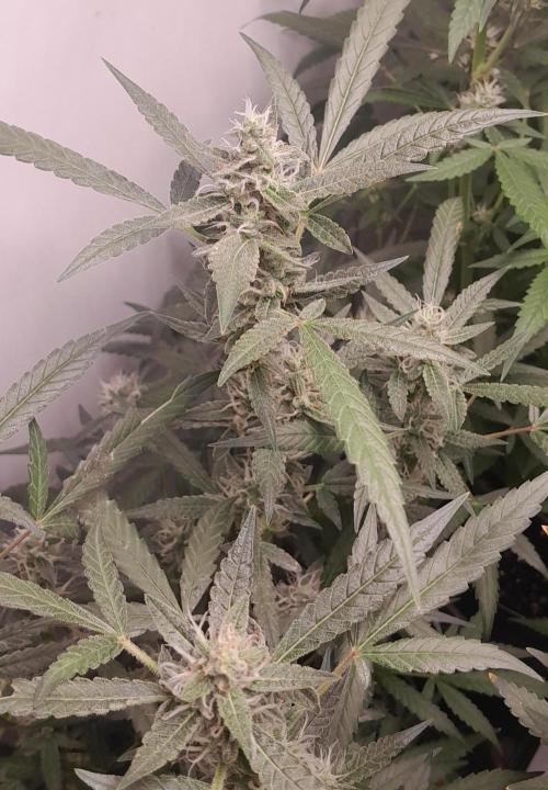 Uma novidade antes do verão chegar.. Week 8