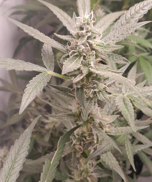 Uma novidade antes do verão chegar.. Week 8