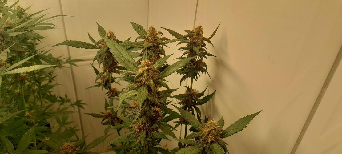 Que venha uma cor linda !. Week 8