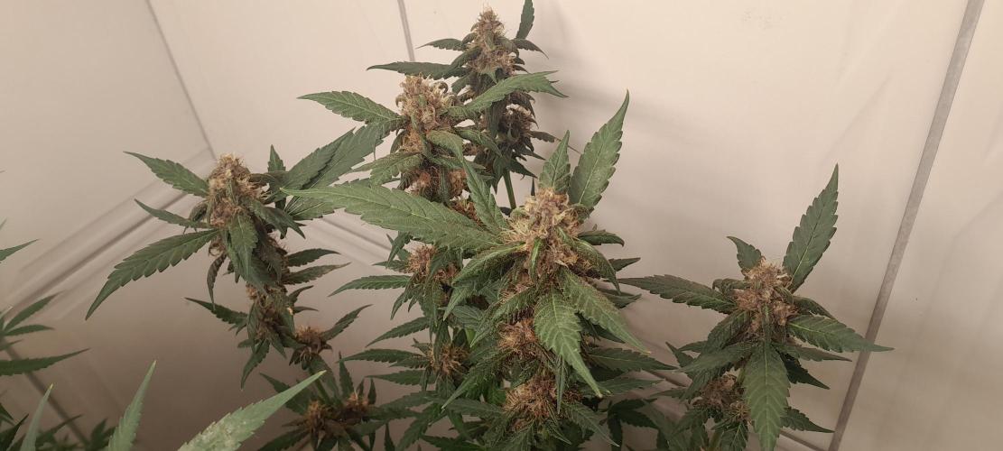 Que venha uma cor linda !. Week 8