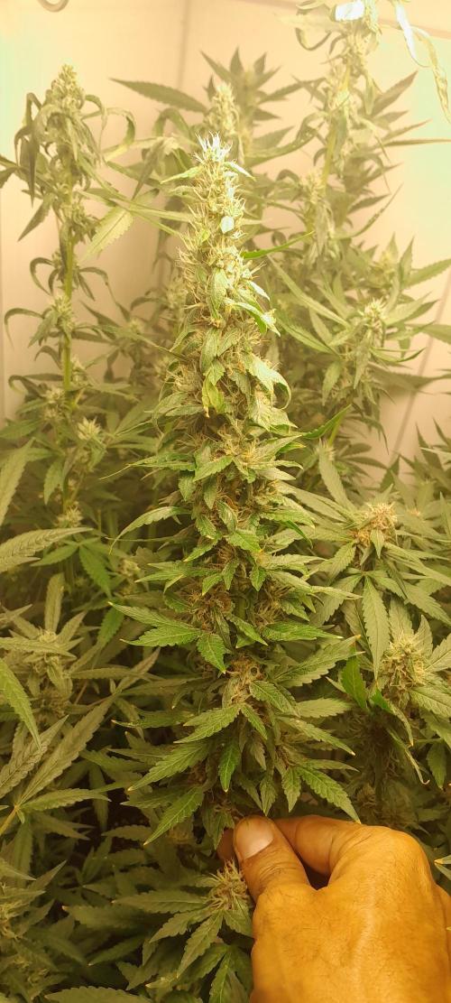 Geneticas da Tropicana. Week 10