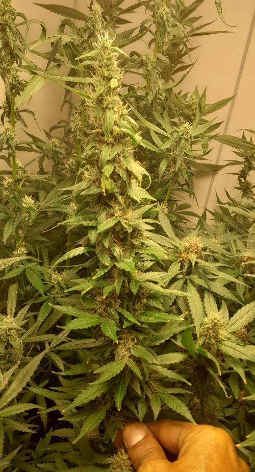 Geneticas da Tropicana. Week 10