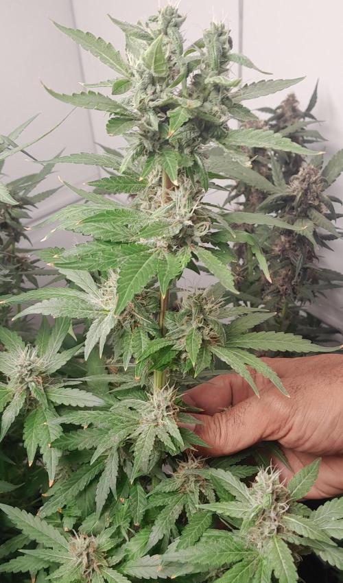 Geneticas da Tropicana. Week 10