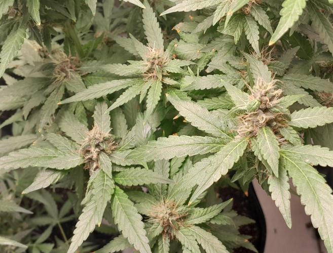 Geneticas da Tropicana. Week 10