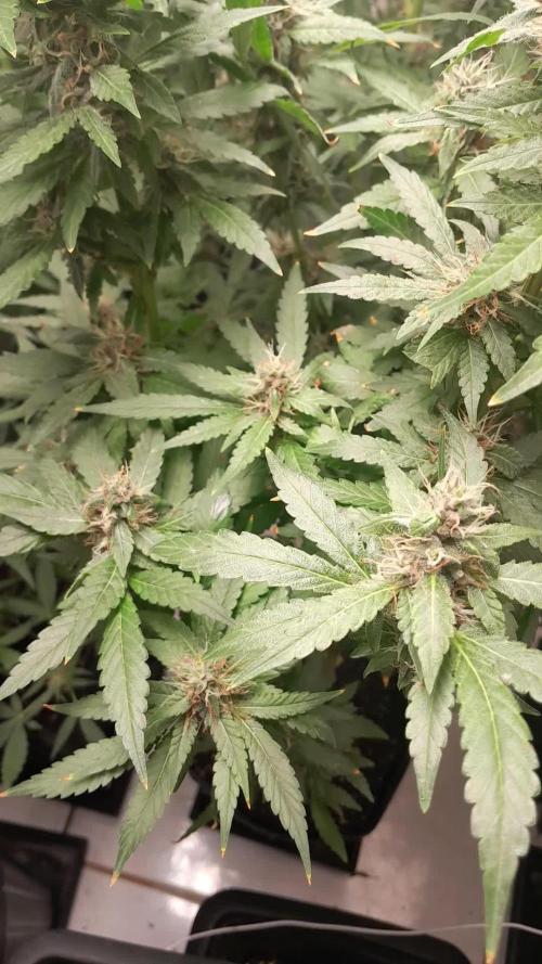 Geneticas da Tropicana