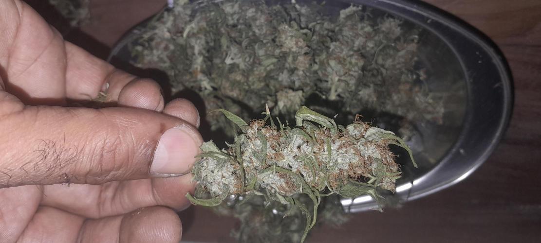 Super Silver Haze - 6 Pés. Week 14