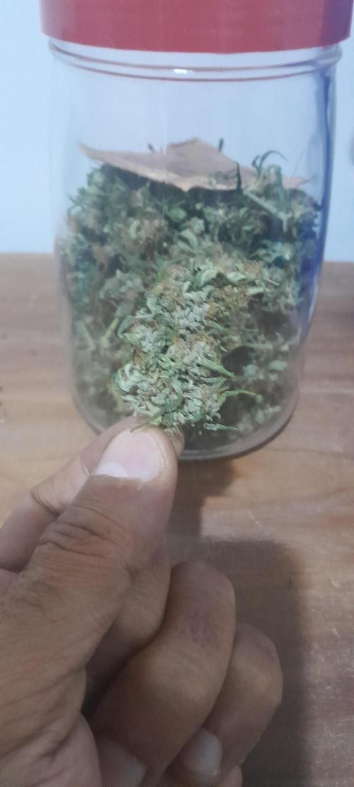 Super Silver Haze - 6 Pés. Week 14