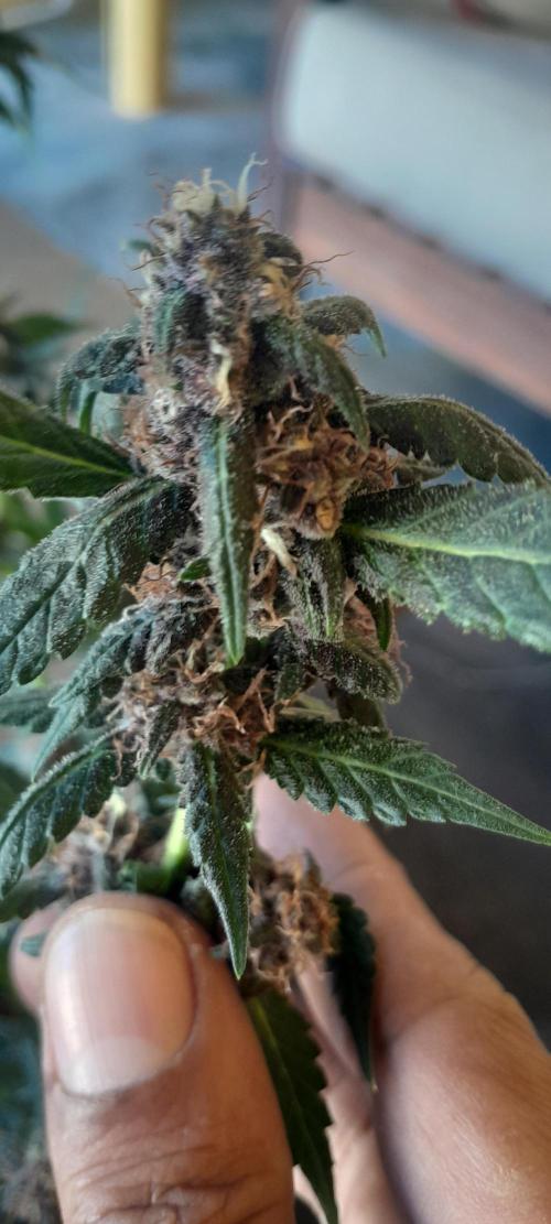 Que venha uma cor linda !. Week 9