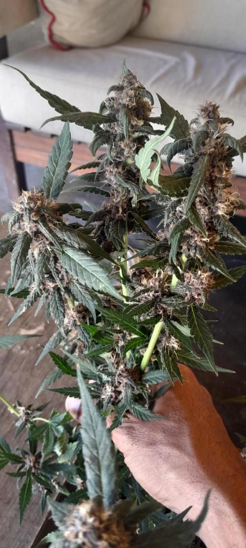 Que venha uma cor linda !. Week 9