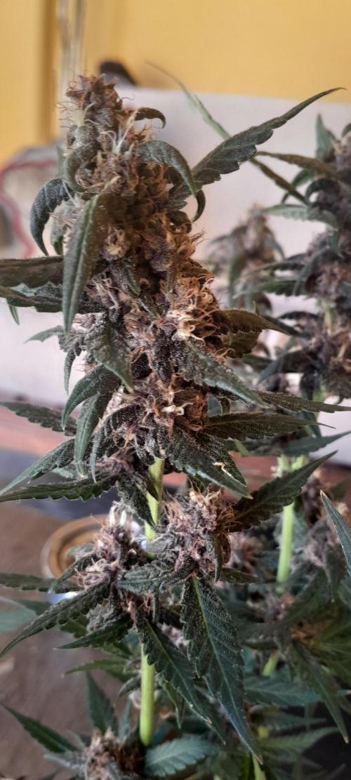 Que venha uma cor linda !. Week 9