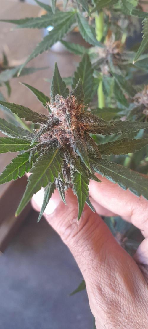 Que venha uma cor linda !. Week 10