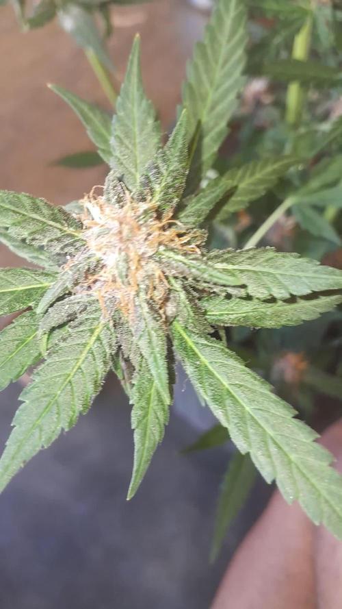 Que venha uma cor linda !