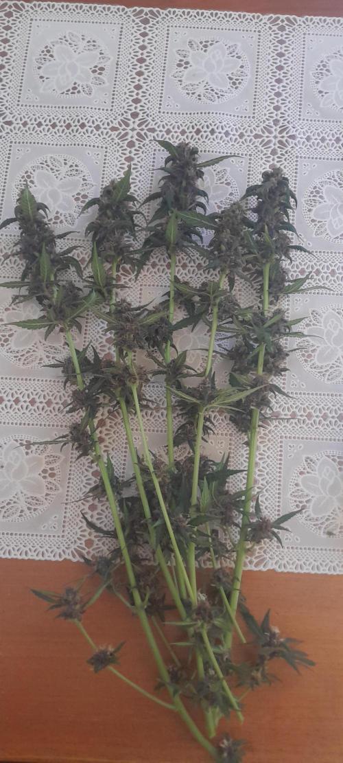 Que venha uma cor linda !. Week 11