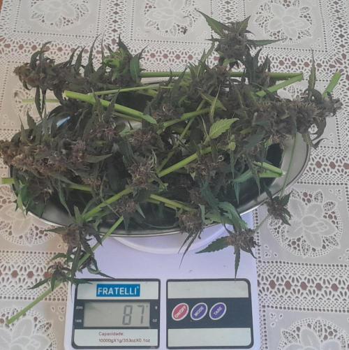 Que venha uma cor linda !. Week 11