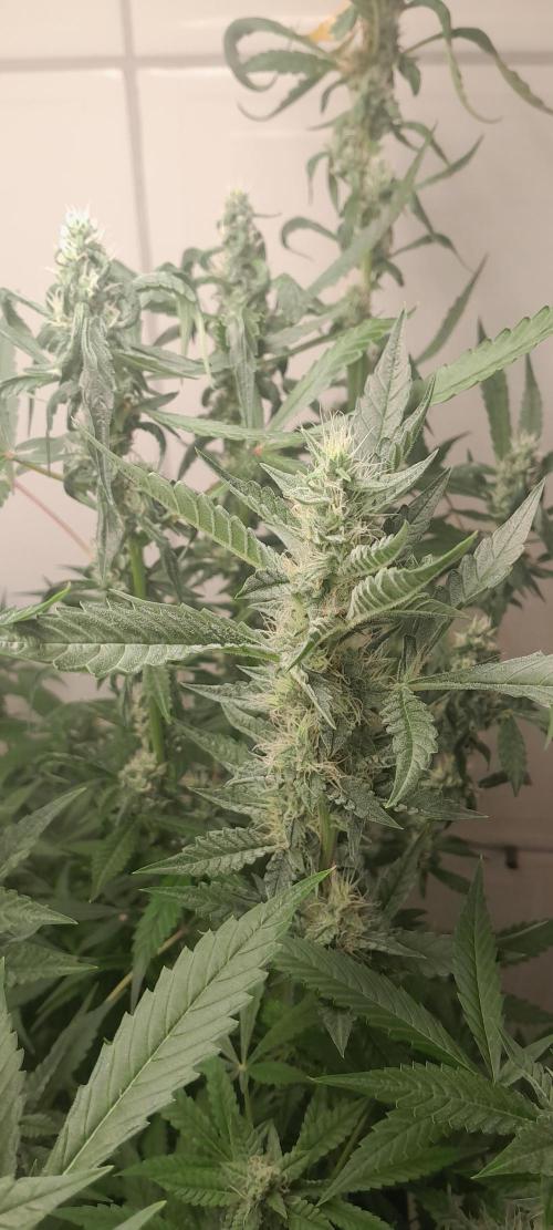 Uma novidade antes do verão chegar.. Week 9