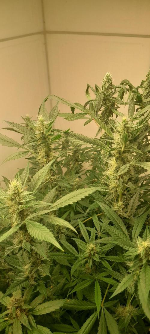 Uma novidade antes do verão chegar.. Week 9