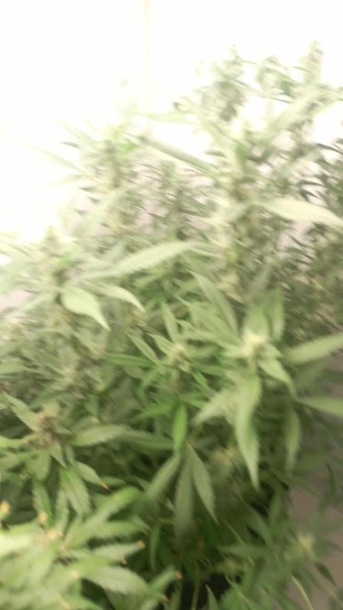 Uma novidade antes do verão chegar.