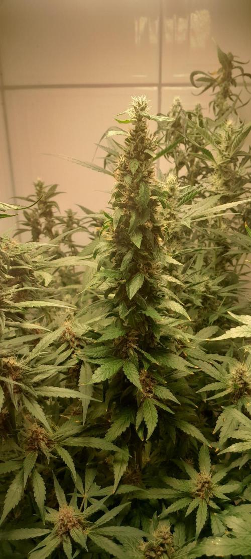 Geneticas da Tropicana. Week 11