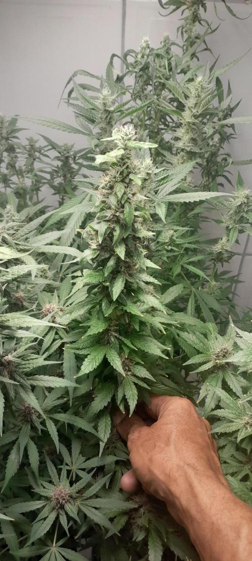 Geneticas da Tropicana. Week 11