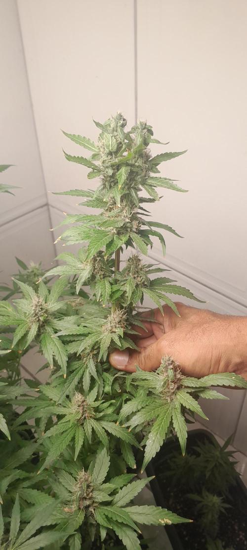 Geneticas da Tropicana. Week 11